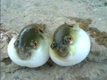 鲃魚(yú)
