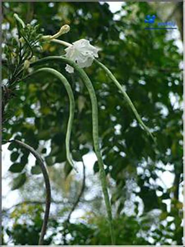 菜豆樹(shù)原生態(tài)