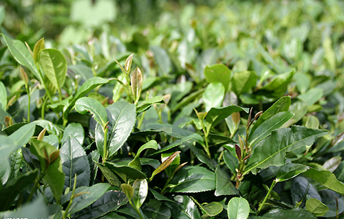 茶樹(shù)原形態(tài)