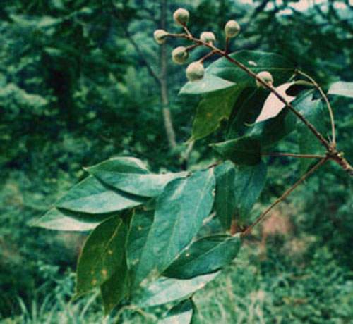 伯樂(lè)樹(shù)